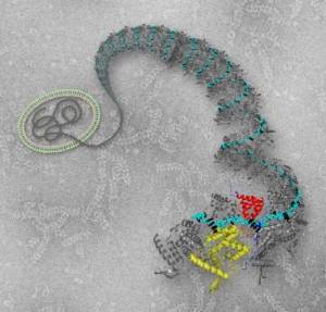 Structure 3D de la nucleoproteine du RSV liée à un ARN