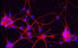 Neurones de souris
