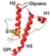 Structure de la protéine prion