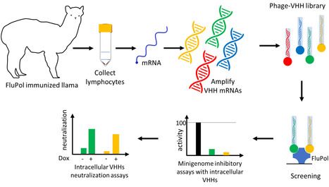 Fig 1. Selection mode of intracellular neutralizing FluPol-specific nanobodies/VHHs