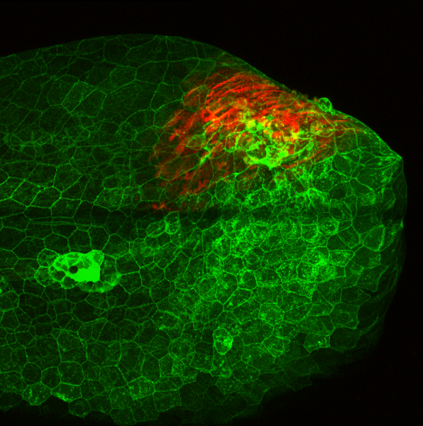 Image de microscopie confocale montrant l'activation de la réponse inflammatoire il1β en embryon de poisson zèbre (lignée transgénique Tg il1β:GFP) au niveau d'un foyer infectieux du virus recombinant de la virémie printanière de la carpe exprimant la mCherry (rouge). L'imagerie in vivo a révélé que les nageoires constituaient la principale porte d'entrée du SVCV en poisson zèbre et chez la carpe et que le virus entraine une réaction inflammatoire sévère en l'absence de contrôle de l'infection.