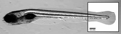Photoablation dans la queue d'une larve de Zebrafish avec un rayon laser