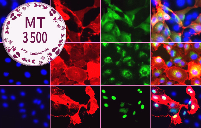 Observation de trois lignées de cellules en microscopie à fluorescence : les noyaux sont marqués en bleu, la protéine prion est marquée en rouge et des sondes fluorescentes sont visualisées en vert.