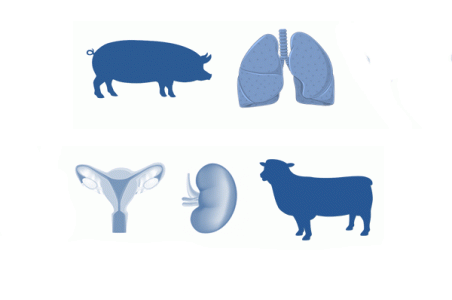 Modèles animaux pour les greffes d'organes