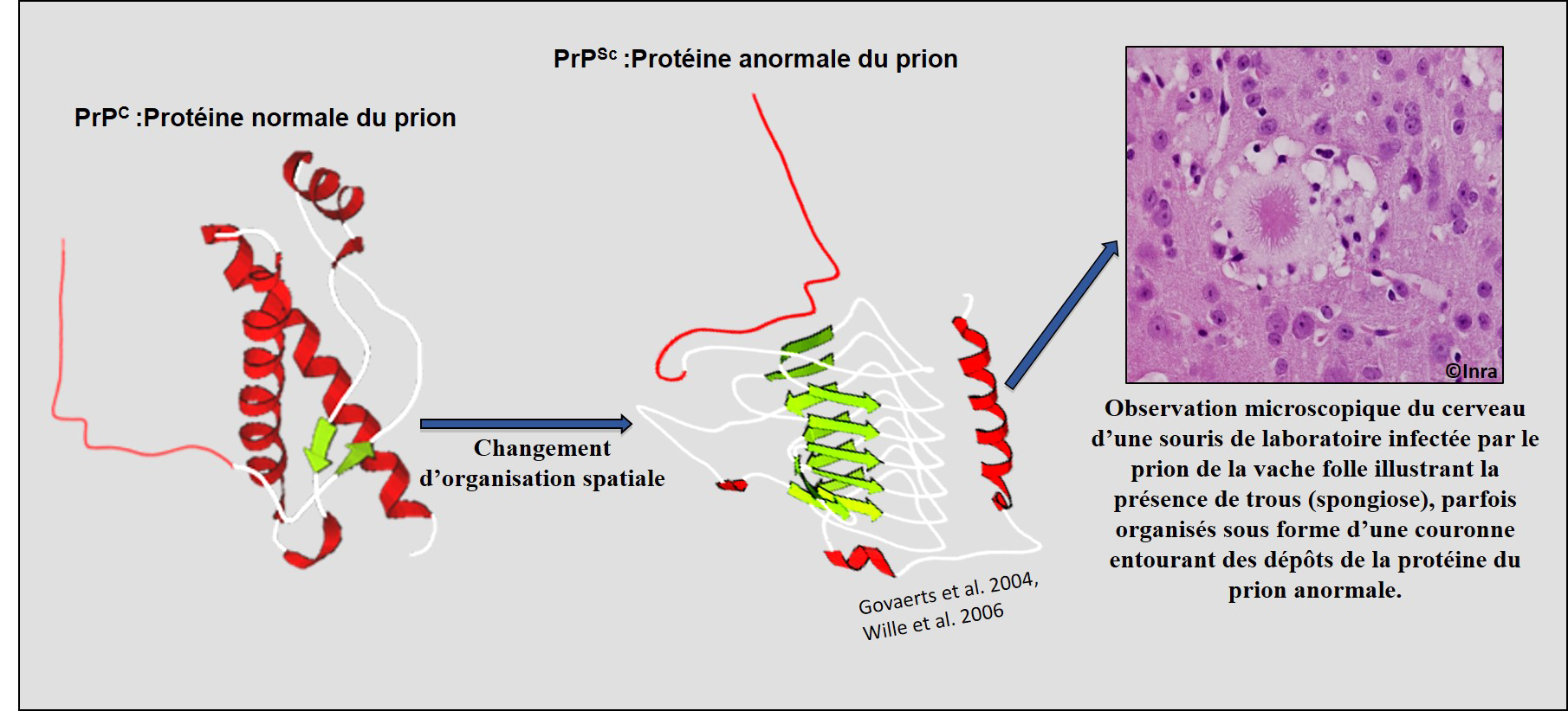 C’est sous sa forme anormale que la protéine prion devient pathogène. © Inra, Mohammed Moudjou