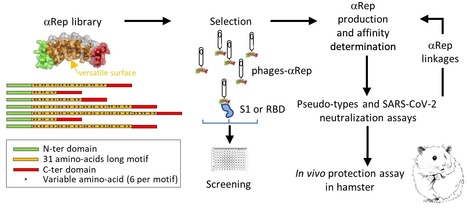 Des protéines biosynthétiques (αReps) ciblant le spike de SARS-CoV-2 comme antiviraux