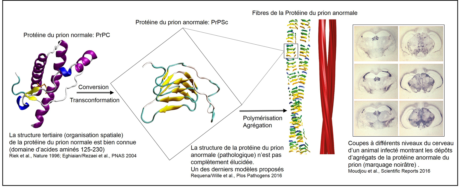 Visualisation du changement de structure de la protéine Prion normale en protéine pahologique. © Inra, Mohammed Moudjou